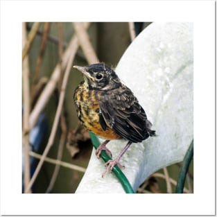 Young American Robin Perched On A Chair Posters and Art